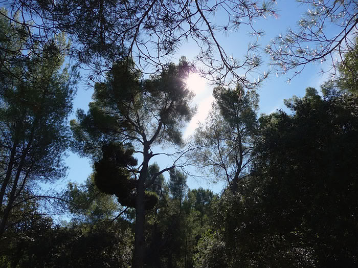 Trees on the Bibemus Plateau