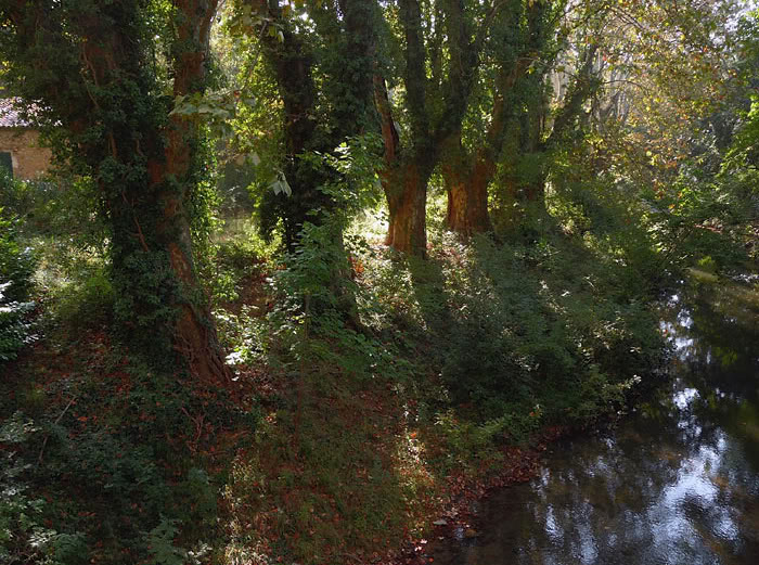 Trees in grounds of Chateau de la Barben