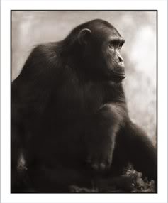 Picture of chimpanzee